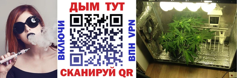 закладки  Курган  omg рабочий сайт  Каннабис планчик 